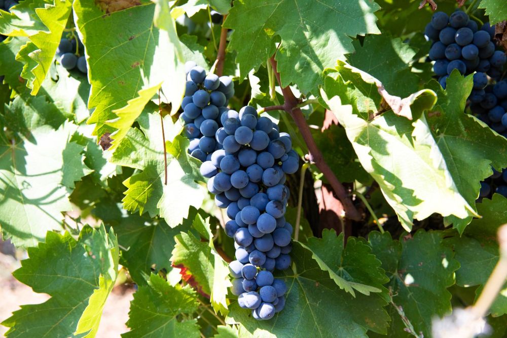 Petimezi (Traubensirup) "Sofia", 250ml - BIO