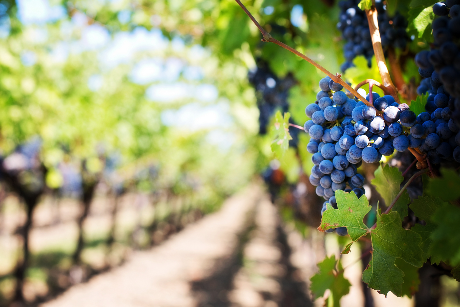 Reife blaue Weintrauben am Rebstock in einem sonnendurchfluteten Weinberg