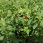 Oregano getrocknet, gerebelt, 40g - BIO