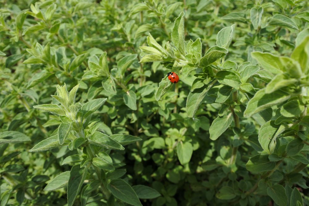 Oregano getrocknet, gerebelt, 40g - BIO
