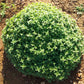 Oregano getrocknet, gerebelt, 40g - BIO