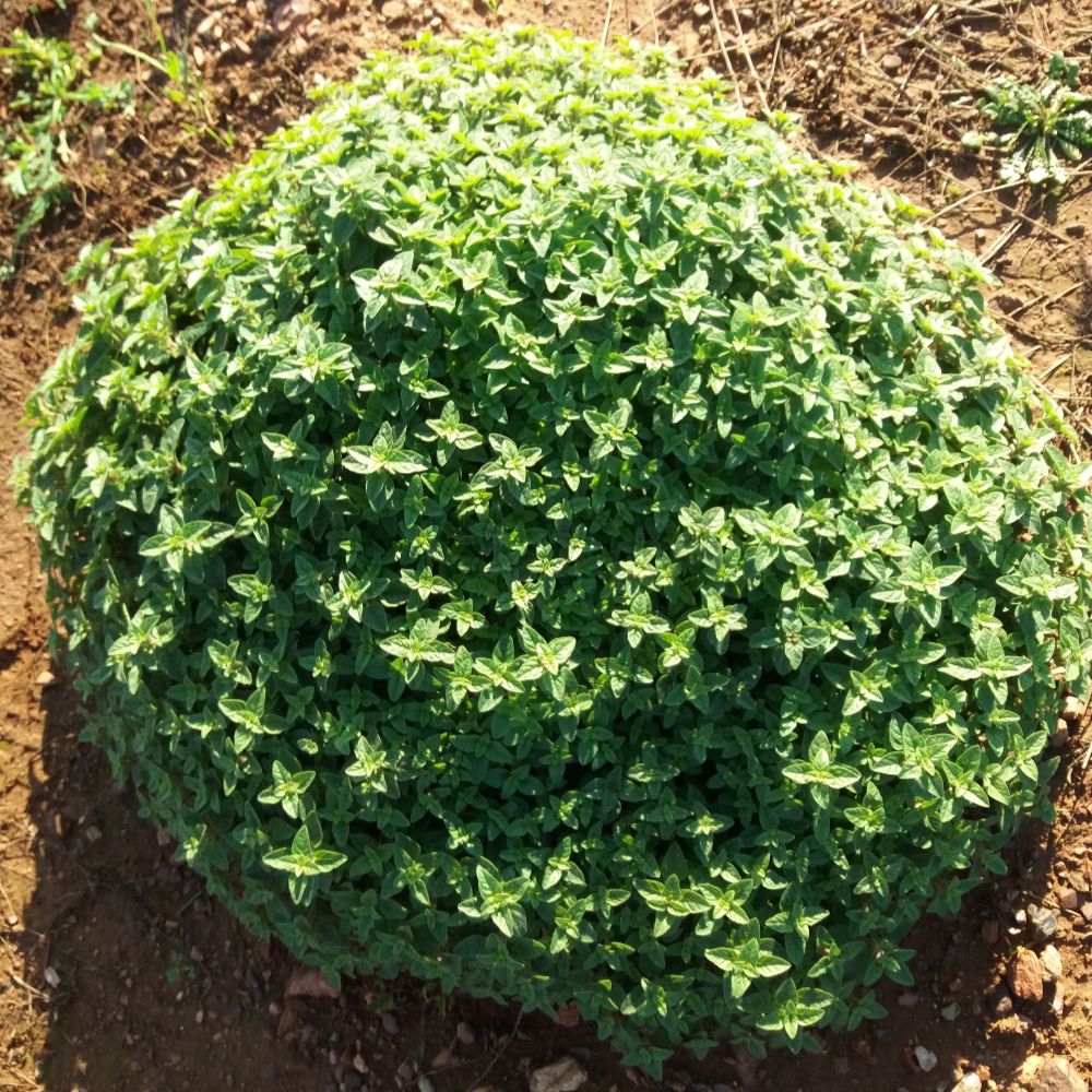 Oregano getrocknet, gerebelt, 40g - BIO