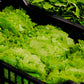 marinierte Weinblätter, 200g - BIO