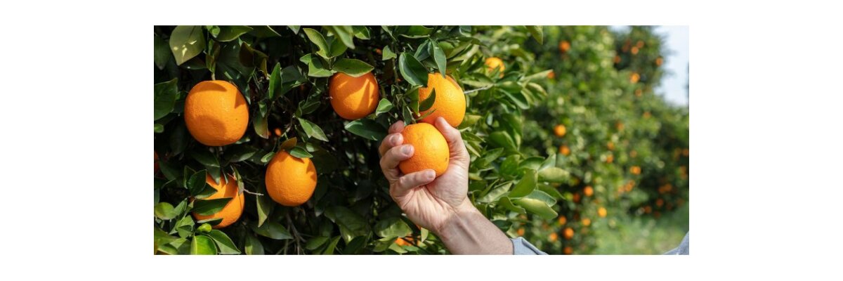 Orangen - Spezialitäten aus Griechenland